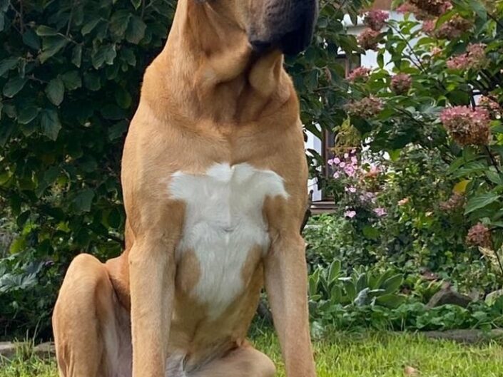 Alf von der Steenbeker Stuuv