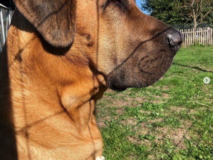 Alf von der Steenbeker Stuuv